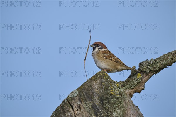 Eurasian tree sparrow (Passer montanus) building a nest in a tree hollow, in spring, Mönchberg, Miltenberg, Spessart, Germany, Europe