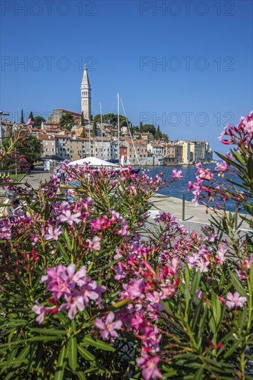 Old historic dreamy town on a beautiful island. Panorama of a romantic tourist town on a coast. Rovinj, Istria, Croatia, Europe