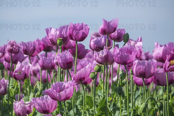 Opium poppy (Papaver somniferum), cultivation of edible poppy, poppy field, Donnersbergkreis, Palatinate, Rhineland-Palatinate