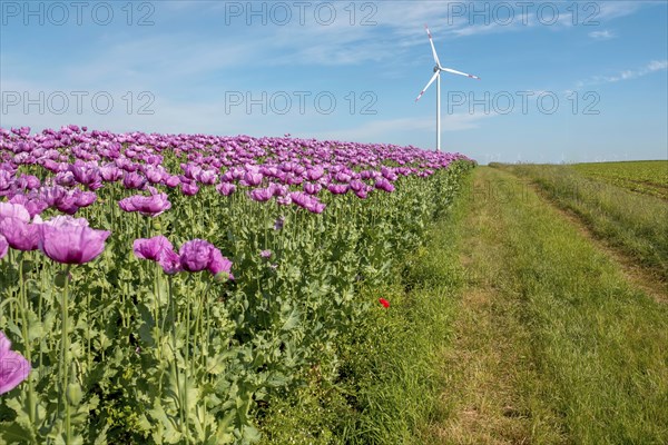 Opium poppy (Papaver somniferum), cultivation of edible poppy, poppy field, Donnersbergkreis, Palatinate, Rhineland-Palatinate