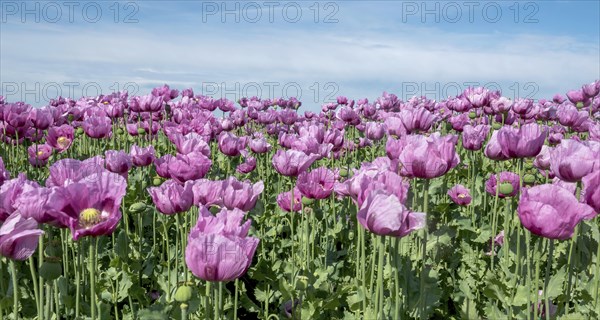 Opium poppy (Papaver somniferum), cultivation of edible poppy, poppy field, Donnersbergkreis, Palatinate, Rhineland-Palatinate