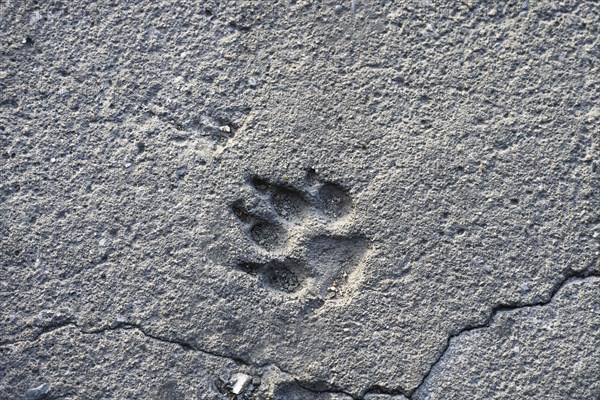 Imprint of a dog paw in crumbly concrete on an old road, gray background texture with animal theme, copy space, selected focus