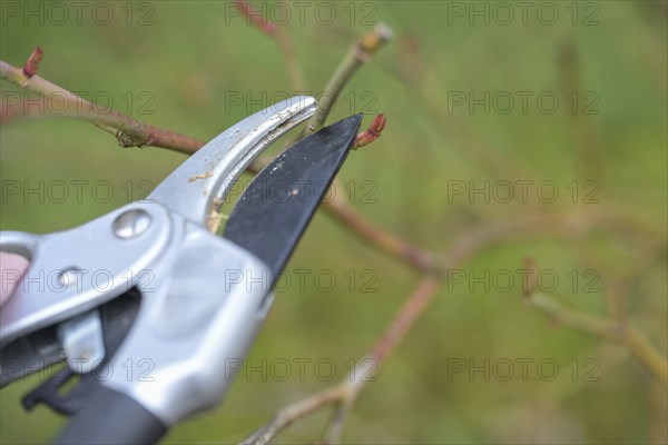 Cutting a rose shrub with pruning shears just above a shoot bud, seasonal gardening in spring, natural green background, copy space, selected focus, narrow depth of field