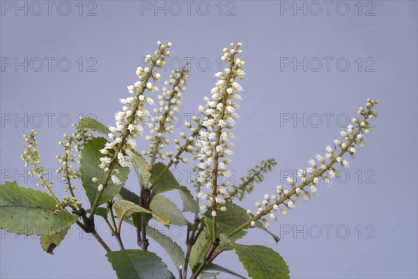 Flowers of New Zealand Weinmannia racemosa, commonly called kÄmahi, an evergreen small shrub to medium-sized tree of the family Cunoniaceae, against a white background