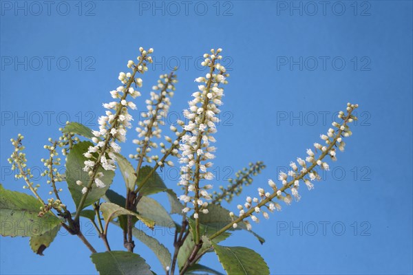 Flowers of New Zealand Weinmannia racemosa, commonly called kÄmahi, an evergreen small shrub to medium-sized tree of the family Cunoniaceae, against a blue background