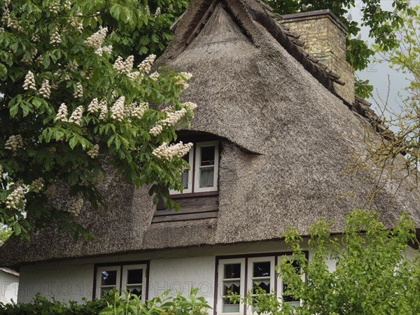 View of a traditional thatched house surrounded by green foliage and blooming flowers, Kappeln, Schleswig-Holstein, Germany, Europe