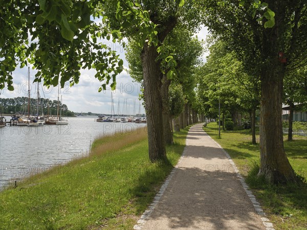 Long path under an avenue of trees along a quiet lakeshore with moored boats in summer weather, Kappeln, Schleswig-Holstein, Germany, Europe