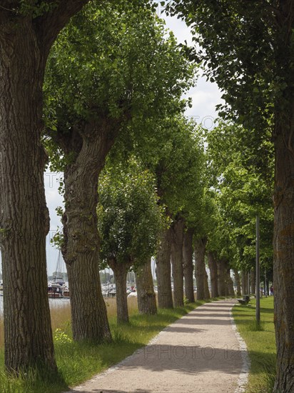 A quiet walkway lined with tall trees along a waterway under a cloudy sky, Kappeln, SChleswig-Holstein, Germany, Europe