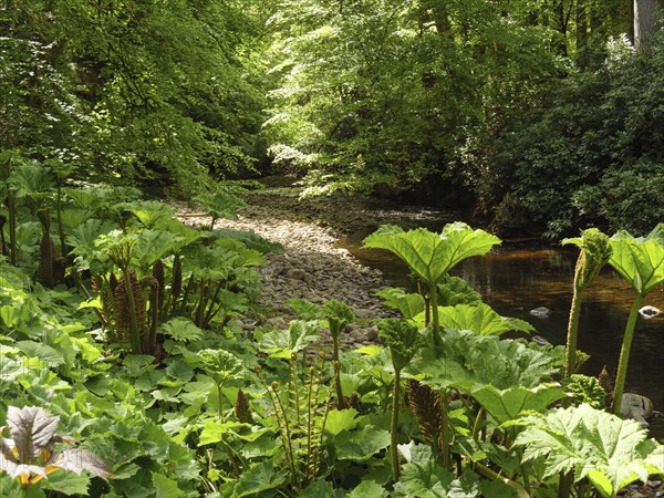 Sunlight shines through the trees onto dense vegetation on the banks of a small river, inverness, Scotland, Great Britain