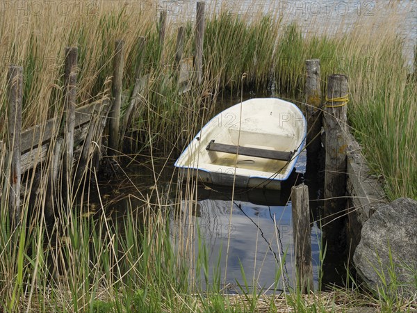 A simple boat lies encapsulated amidst reeds and an old wooden jetty, Maasholm, Schleswig-Holstein, Germany, Europe