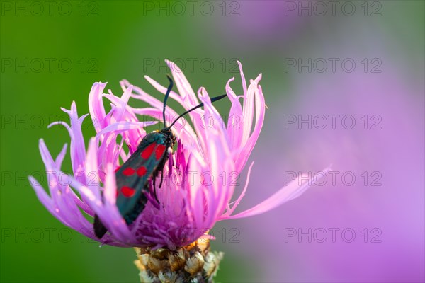 Rams (Zygaenidae), insects, Göggingen, Krauchenwies, Sigmaringen district, Upper Danube Nature Park, Baden-Württemberg, Germany, Europe