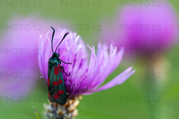 Rams (Zygaenidae), insects, Göggingen, Krauchenwies, Sigmaringen district, Upper Danube Nature Park, Baden-Württemberg, Germany, Europe