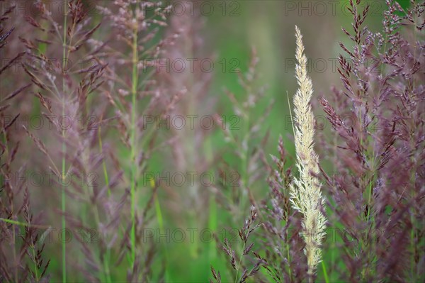 European Marram Grass (Ammophila arenaria), European Pipe Grass (Molinia caerulea), grasses, Krauchenwies, Upper Danube nature park Park, Baden-Württemberg, Germany, Europe