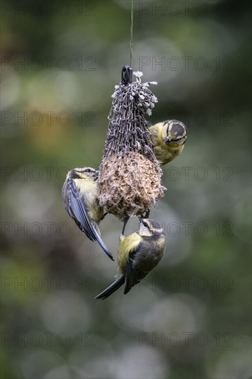 Blue tits (Parus caerulea) at the tit dumpling, Emsland, Lower Saxony, Germany, Europe