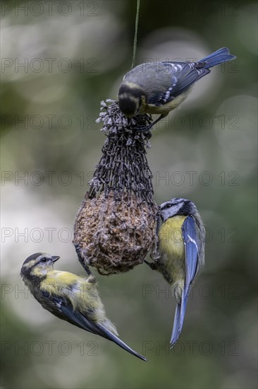 Blue tits (Parus caerulea) at the tit dumpling, Emsland, Lower Saxony, Germany, Europe