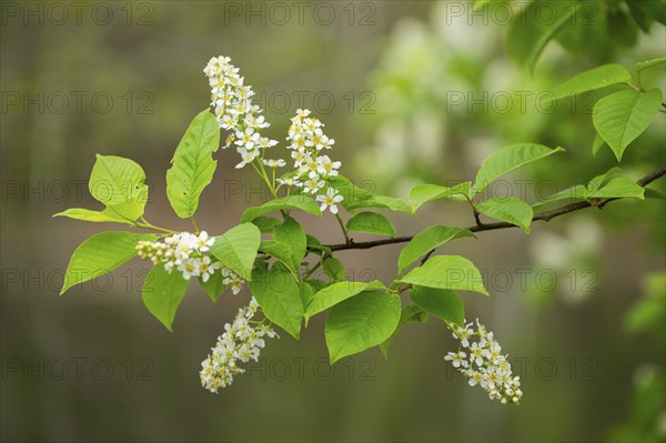 Close-up of bird cherry (Prunus padus) blossoms in spring, Bavaria, Germany, Europe