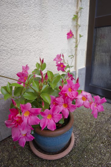 Dipladenia climbing on the tap, Mandevilla, climbing plant, garden, Schwäbisch Hall, Hohenlohe, Heilbronn-Franken, Baden-Württemberg, Germany, Europe