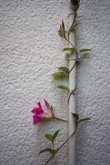 Dipladenia climbing on the tap, Mandevilla, climbing plant, garden, Schwäbisch Hall, Hohenlohe, Heilbronn-Franken, Baden-Württemberg, Germany, Europe