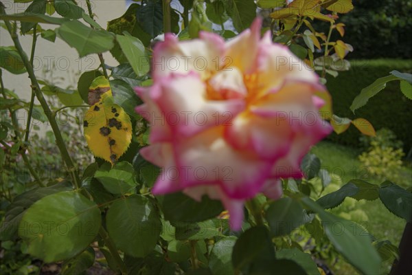 Black spot disease (Diplocarpon rosae), rose plant, rose disease, tubular fungus, fungal disease, black spot disease, garden, Schwäbisch Hall, Hohenlohe, Heilbronn-Franken, Baden-Württemberg, Germany, Europe