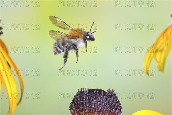 Common carder-bee (Bombus pascuorum), in flight, highspeed nature photo, above yellow coneflower (Rudbeckia fulgida), wildlife, insects, bumblebees, Siegerland, North Rhine-Westphalia, Germany, Europe