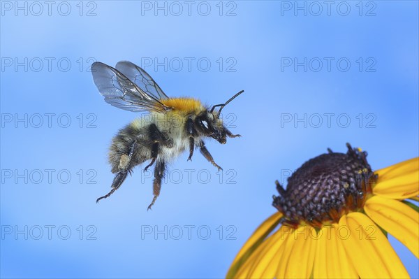 Common carder-bee (Bombus pascuorum), in flight, highspeed nature photo, on yellow coneflower (Rudbeckia fulgida), wildlife, insects, bumblebees, Siegerland, North Rhine-Westphalia, Germany, Europe