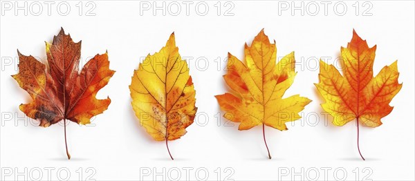 Four maple leaves in various stages of autumn coloration from yellow to red displayed against a white backdrop, AI generated