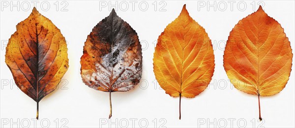 Four autumn leaves showcasing various stages of coloration from yellow to brown arranged in a row, AI generated