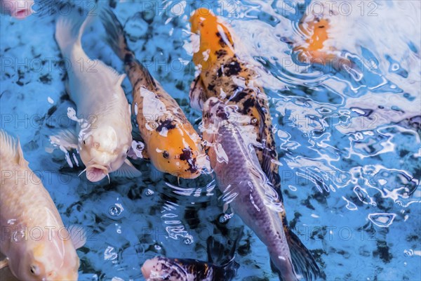 Koi carp (Japanese: nishikigoi) at surface of water in clear stream