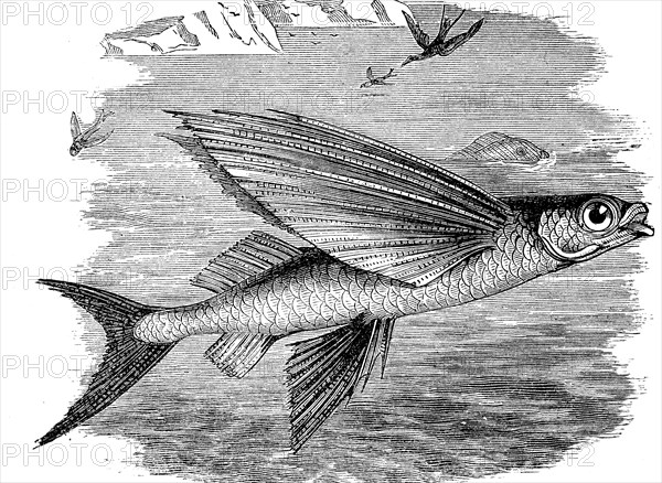 Flying fish, Exocoetidae, bony fish from the order of garfish, illustration from 1880, historical, digital reproduction of an original from the 19th century