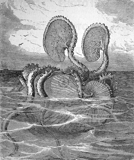 Fantasy depiction of a paper boat on the surface of the sea from 1868, paper boats or argonauts, Argonauta, are a genus of cephalopods in the octopus family, historical, digital reproduction of an original from the 19th century