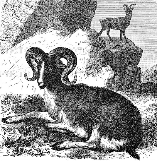 Argali or giant wild sheep, Ovis ammon, 1890, Historical, digital reproduction of an original from the 19th century