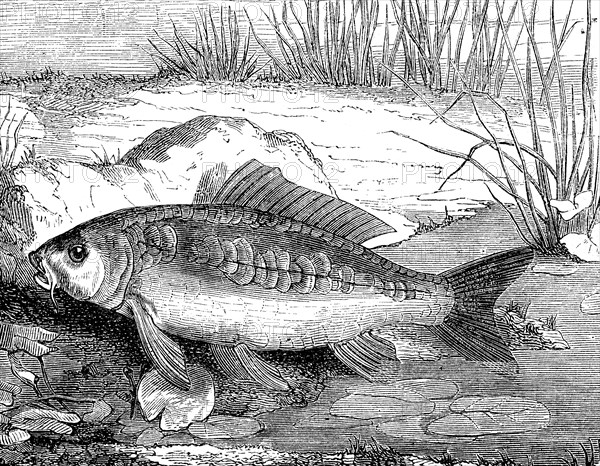 Carp, mirror carp, Cyprinus specularis, historical, digital reproduction of an original from the 19th century