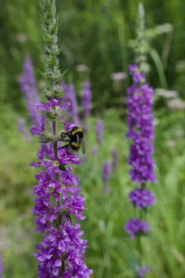 Bumblebee on the flower of Purple loosestrife (Lythrum salicaria), summer, August, Swabian-Franconian Forest nature park Park, Schwäbisch Hall, Hohenlohe, Heilbronn-Franconia, Baden-Württemberg, Germany, Europe