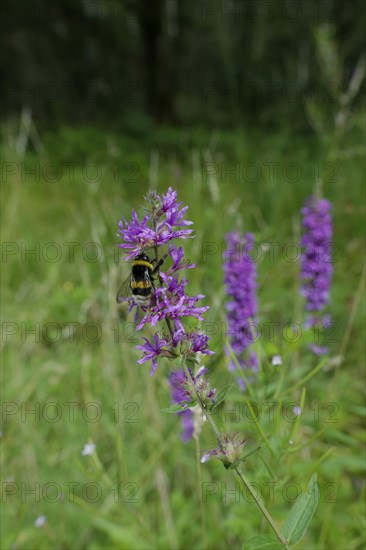 Bumblebee on the flower of Purple loosestrife (Lythrum salicaria), summer, August, Swabian-Franconian Forest nature park Park, Schwäbisch Hall, Hohenlohe, Heilbronn-Franconia, Baden-Württemberg, Germany, Europe