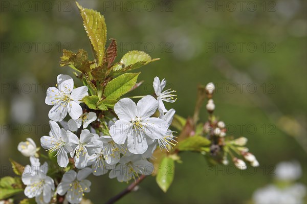 Cherry blossoms (Prunus avium) on a branch, Wilnsdorf, North Rhine-Westphalia, Germany, Europe