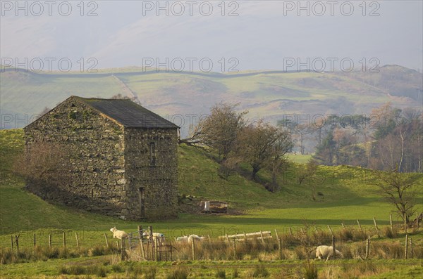 View of a historic looking barn and sheep in front of it, Cumbria, Lake District, North West England, United Kingdom, Europe