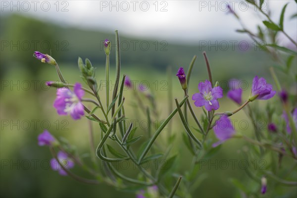 Great willowherb (Epilobium hirsutum), summer, August, Swabian-Franconian Forest nature park Park, Schwäbisch Hall, Hohenlohe, Heilbronn-Franconia, Baden-Württemberg, Germany, Europe