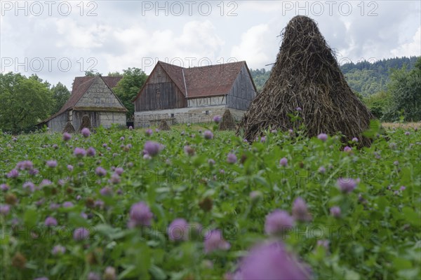 Field with clover (Trifolium) in the Hohenlohe Open-Air Museum, Wackershofen, museum village, summer, August, Swabian-Franconian Forest nature park Park, Schwäbisch Hall, Hohenlohe, Heilbronn-Franconia, Baden-Württemberg, Germany, Europe