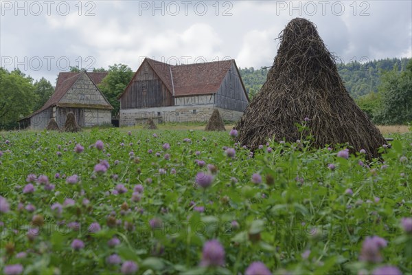 Field with clover (Trifolium) in the Hohenlohe Open-Air Museum, Wackershofen, museum village, summer, August, Swabian-Franconian Forest nature park Park, Schwäbisch Hall, Hohenlohe, Heilbronn-Franconia, Baden-Württemberg, Germany, Europe