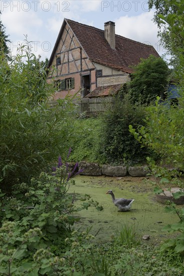 Village pond in the Hohenlohe Open-Air Museum, Wackershofen, museum village, summer, August, Swabian-Franconian Forest nature park Park, Schwäbisch Hall, Hohenlohe, Heilbronn-Franconia, Baden-Württemberg, Germany, Europe