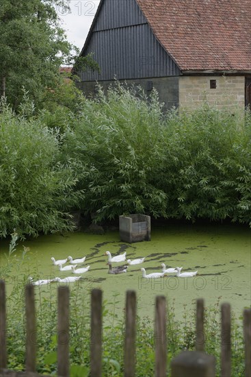 Village geese with offspring at the Hohenlohe Open-Air Museum, Wackershofen, museum village, summer, August, Swabian-Franconian Forest nature park Park, Schwäbisch Hall, Hohenlohe, Heilbronn-Franconia, Baden-Württemberg, Germany, Europe