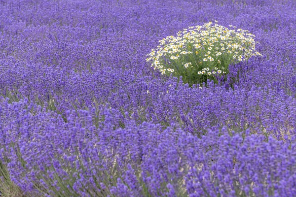 Lavender (Lavandula) listed in the inventory of intangible cultural heritage in France. Sault, Ventoux South, Carpentras, Vaucluse, Provence Alpes Cote d'Azur, France, Europe