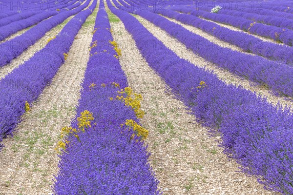 Lavender (Lavandula) listed in the inventory of intangible cultural heritage in France. Sault, Ventoux South, Carpentras, Vaucluse, Provence Alpes Cote d'Azur, France, Europe