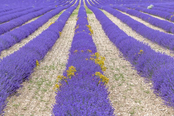 Lavender (Lavandula) listed in the inventory of intangible cultural heritage in France. Sault, Ventoux South, Carpentras, Vaucluse, Provence Alpes Cote d'Azur, France, Europe