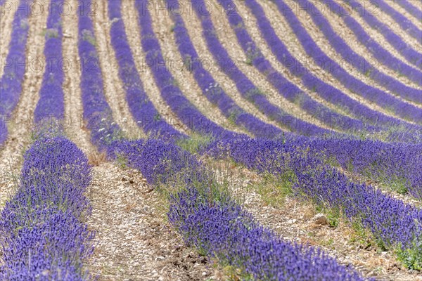 Lavender (Lavandula) listed in the inventory of intangible cultural heritage in France. Sault, Ventoux South, Carpentras, Vaucluse, Provence Alpes Cote d'Azur, France, Europe