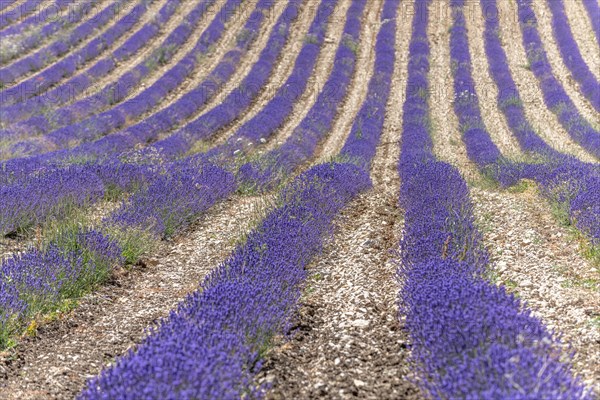 Lavender (Lavandula) listed in the inventory of intangible cultural heritage in France. Sault, Ventoux South, Carpentras, Vaucluse, Provence Alpes Cote d'Azur, France, Europe