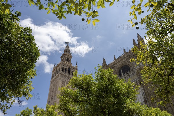 La Giralda, Seville Cathedral, Catedral de Santa Maria de la Sede, Seville, Andalusia, Spain, Europe