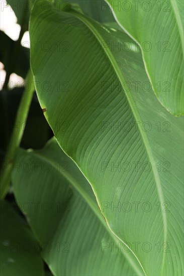 Close-up detail of leaves of a banana tree plant