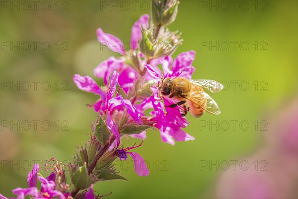 Bee (Apis) collecting nectar from pink flowers of Purple loosestrife (Lythrum salicaria) in sunlight, Neunkirchen, Lower Austria, Austria, Europe