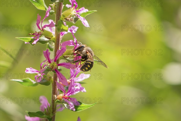 Bee (Apis) collecting nectar from pink flowers of Purple loosestrife (Lythrum salicaria) in sunlight, Neunkirchen, Lower Austria, Austria, Europe